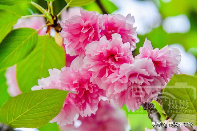 樱花的颜色，绿叶中娇美动人的花朵（樱花的颜色有哪些）