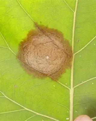 美人蕉常见病害之花叶病，美人蕉叶子叶边枯（花木病害类识别与防治）