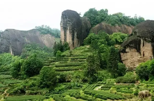 中国十大名茶是哪十大名茶，中国十大名茶是哪十大名茶及类型（中国“十大”名茶）