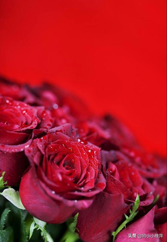 西方情人节祝福语大全，西方情人节快乐（2月14日，祝你情人节快乐）