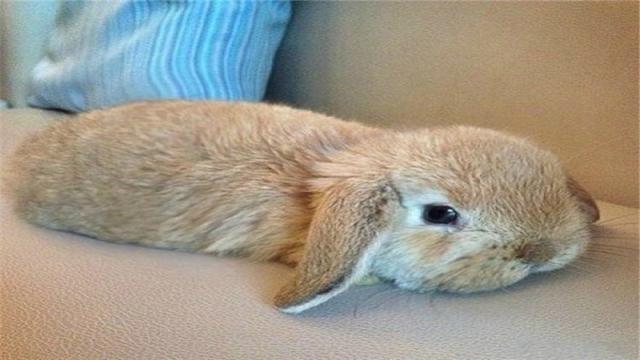 兔子的外形特点，描写兔子的外形特点（如何辨别兔子的雌雄）