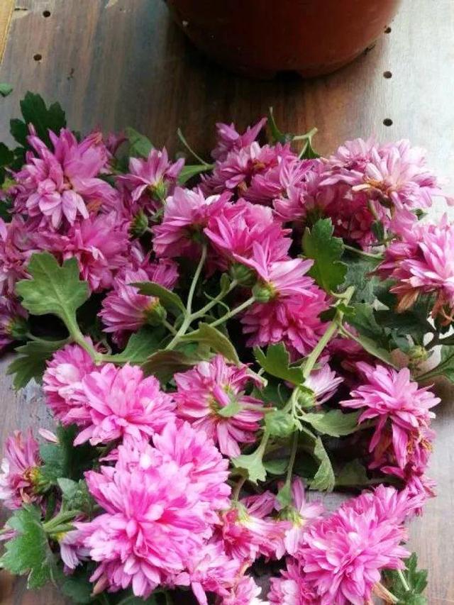 杜鹃花掉叶子的原因和解决办法详情介绍，杜鹃花掉叶子严重咋办（到底是哪出问题了）