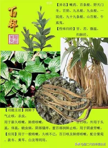 常见中草药图谱，中草药经典图谱（让你知道常用药都长啥样）