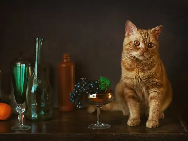 猫吃了韭菜怎么补救，猫不小心吃了韭菜会怎么样（这20种食物对猫有害）