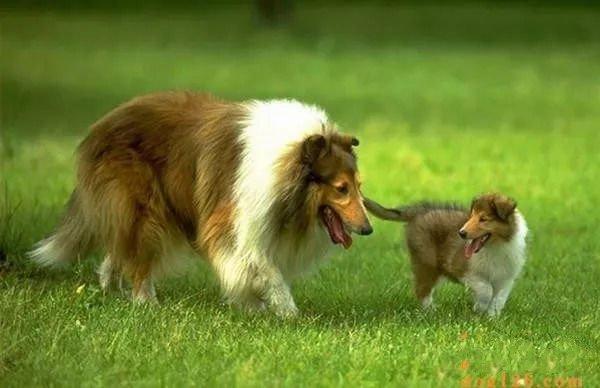 比利时特弗伦犬多少钱 特弗伦犬特点