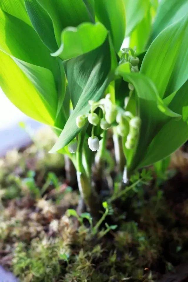 迎春花几月开花，迎春花什么季节开花（立春过后就准备灿烂开花）