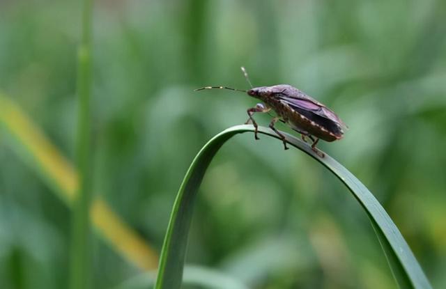 臭虫长得什么样子的，湖北十堰臭虫泛滥