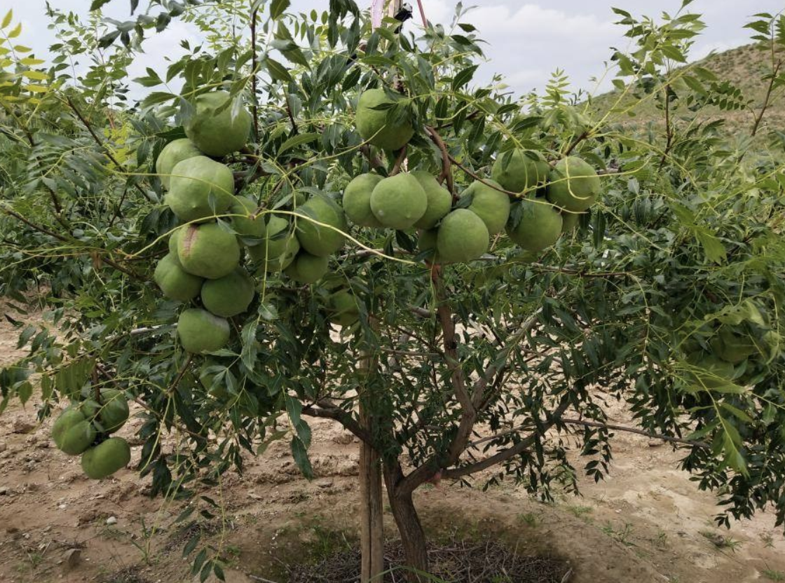 果实为蒴果的树种(文冠果是什么果实类型)-柯彬网