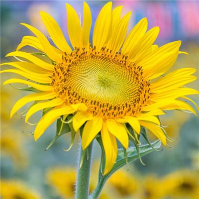 女人好运平安吉利微信头像，2022女人好运吉利头像（保佑好运的吉利微信头像）