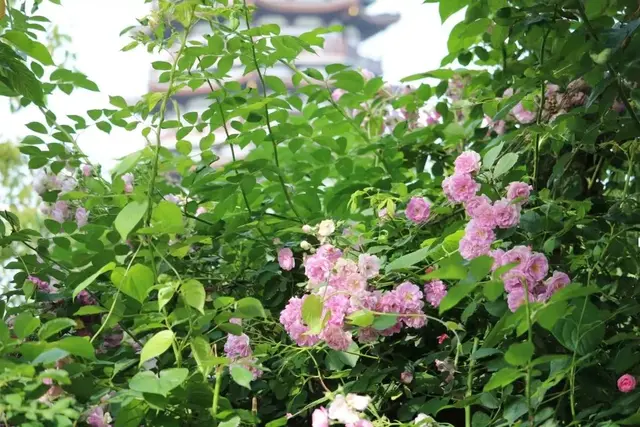 立夏碰蛋的寓意，立夏撞蛋是什么意思（系疰夏绳、斗蛋、称重……立夏的这些习俗）
