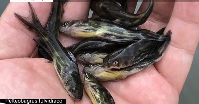 昂刺鱼图片，红烧昂刺鱼怎么做（从繁育到养殖，饲育管理是关键）