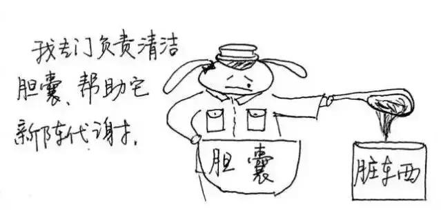 十二时辰养生对照表,子午流注十二时辰养生漫画图解 十二时辰养生对照表,子午流注十二时辰养生漫画图解