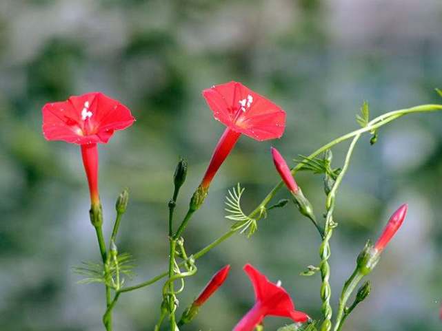 用茎缠绕的牵牛花