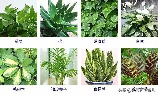 甲醛去除的正确方法，正确除甲醛（听说甲醛挥发3-15年）