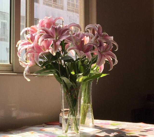 百合花的养殖方法和注意事项，百合花的养殖方法和注意事项是什么（盆栽百合花“养护要点”）