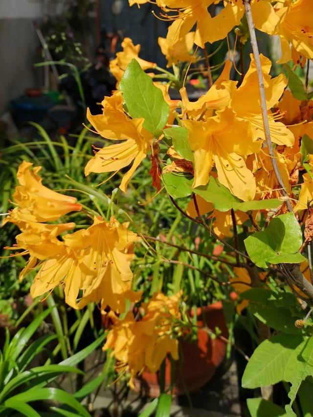 虎刺梅生虫怎么解决，虎刺梅长虫子怎么办（离太近都不好）