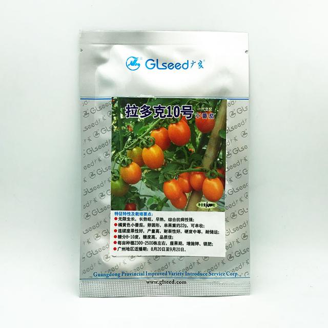 黄色小番茄和圣女果，比传统番茄更好种