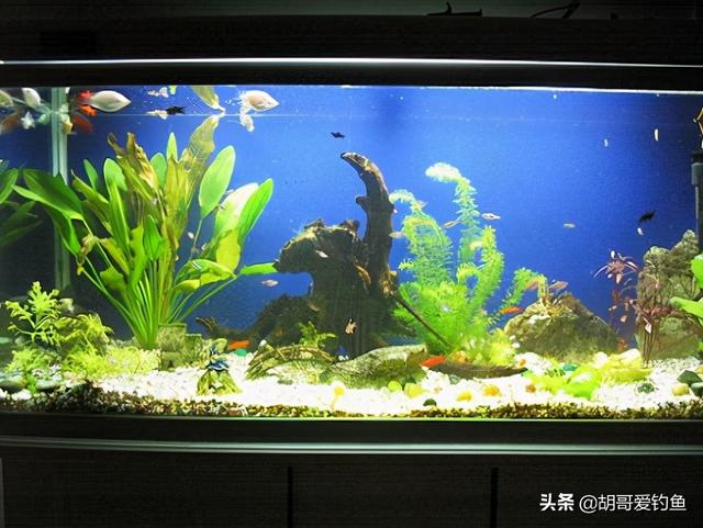 红鲫鱼怎么样饲养，红鲫鱼养殖技术（你不知道的钓鱼冷知识<4>）