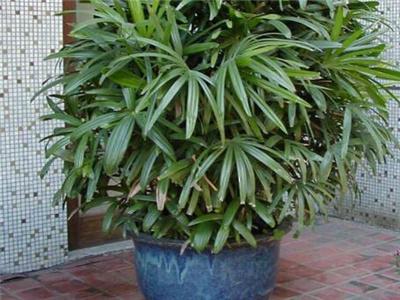 棕竹，棕竹怎么养才长得好（棕竹盆景）