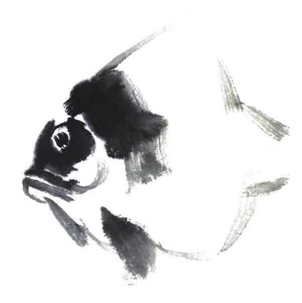 国画鱼的画法教程，国画鱼的画法简单（分步骤讲解神仙鱼基本画法）