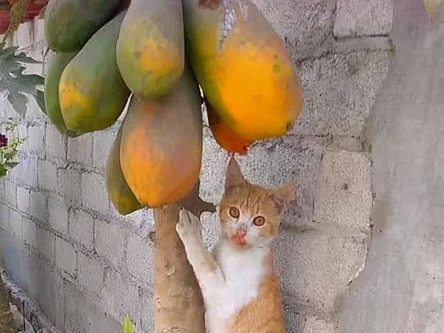猫能吃什么人类食物，猫咪可以吃什么人类食物（猫咪可以吃的9种人类食物）