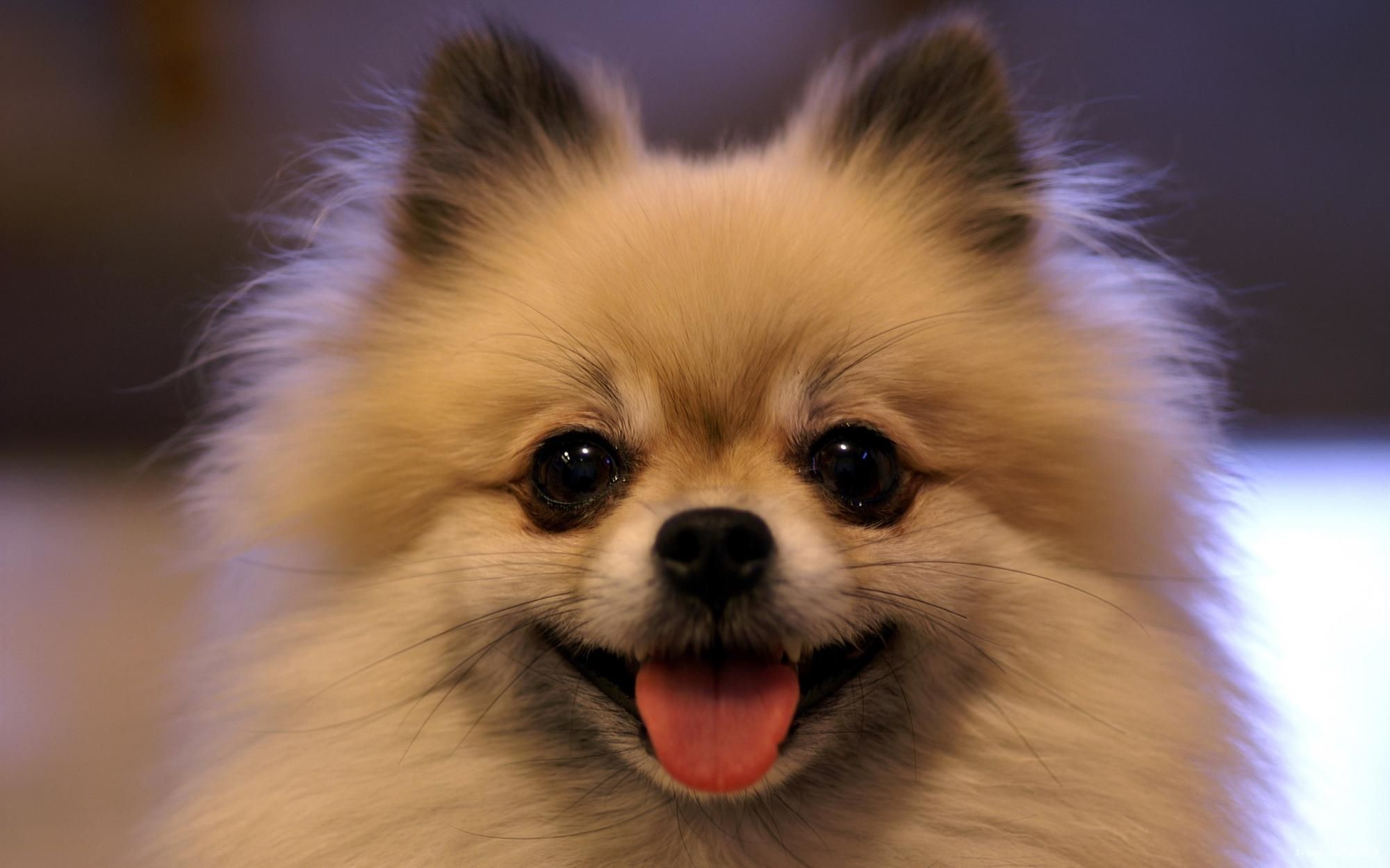 博美幼犬图片(博美纯种和不纯的对比)