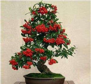 沙棘果怎么吃，阳台养盆“沙棘果”