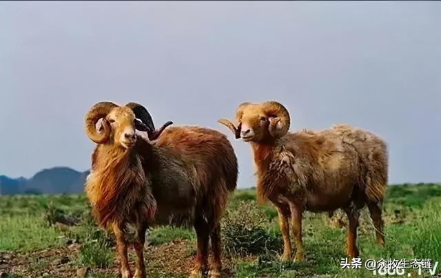 大同特产，世界上最好的羊，看看都在哪（大同特产有什么可以送礼的）