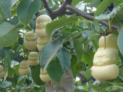 人参果的功效，其实自己在家也能种（人参果的功效和作用哪些人不能吃）