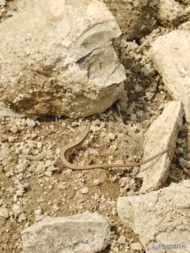 中华石龙子有毒吗，中华石子龙蛇有毒吗（邂逅两条可爱的四脚蛇）
