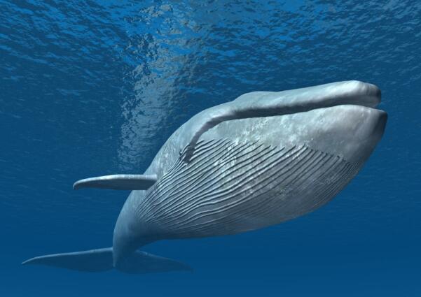 比蓝鲸大一亿倍的生物，世界上最大的生物（地球上是否存在比蓝鲸还大的生物）