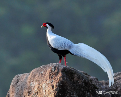一个东一个鸟怎么读，一个东一个鸟怎么念（见过好多鸟名生僻字）