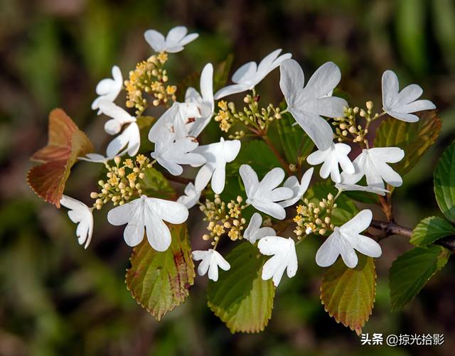 花卉图片大全及花名，常见花卉图片及名称（20种花卉的图片）