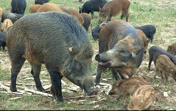 随着野猪养殖的发展,许多养殖户逐渐摸出规律,纯种野猪和杂交一代野猪