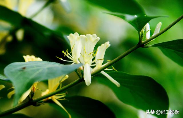 金银木的形态特征和果实作用详情介绍，金银木的果实功效与作用（黄白同枝姐妹花一一金银“木”）