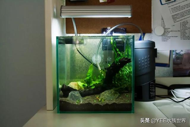 沼泽过滤是不是比别的好，买硝化细菌粉末粉还是液体