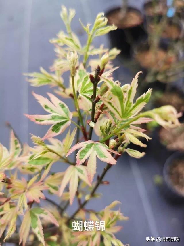 什么样的枫树填空。，什么的枫树填空词语二年级（增添了花园四季色彩之美）