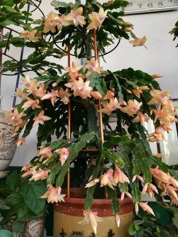 洋葱会开花吗怎么种洋葱，1个洋葱丢盆里