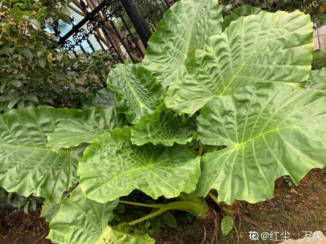 吸收甲醛的植物，哪种植物具有吸收甲醛的功能（净化空气最厉害）