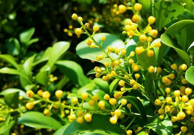 米兰空气，叫它“天然香水”不为过（米兰空气污染）