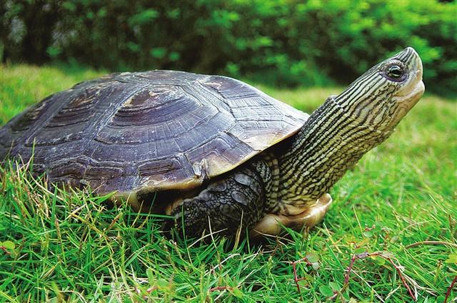 乌龟寿命最长多少年，乌龟的寿命最长有多长（“千年王八万年龟”是真的吗）