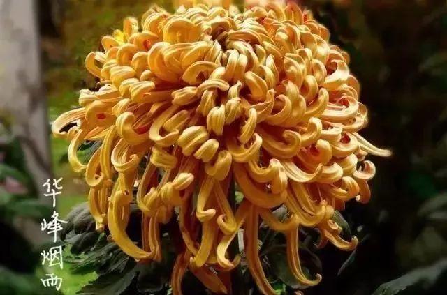 世界最美菊花80种太美了，金秋十月赏菊花——世界最美菊花80种送给您