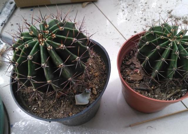 仙人球怎么移栽，仙人球怎样移栽移植和养护（掰个仙人球小侧芽）