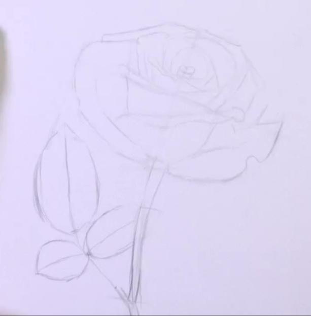 玫瑰花的简笔画，玫瑰花简笔画画法详解（教你掌握3个步骤画出“蔷薇玫瑰”）