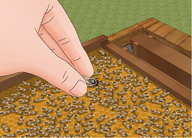 蜜蜂有什么特点，蜜蜂的特点是什么（图示4种巧妙小方法）