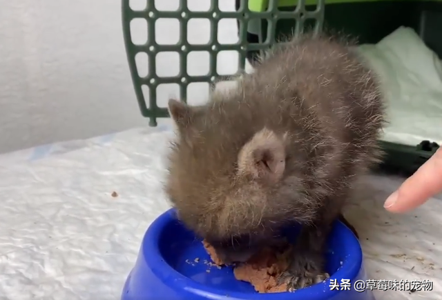 小狐狸奶狗可爱系列动漫头像微信，苏柒：小狐狸奶狗可爱系列动漫头像（野外捡到一只狐狸幼崽）