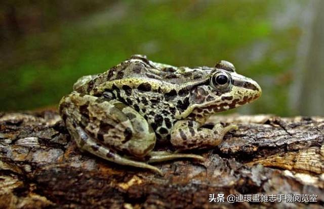 比较常见的青蛙种类，青蛙种类图片大全