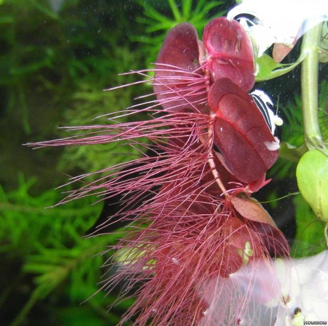 常见沉水植物有哪些品种，沉水性植物有哪些（是特容易养好的水生植物）