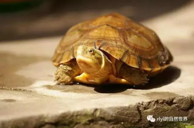 安徽三黄是哪三黄，三黄鸡有哪些（对选择的理解......）