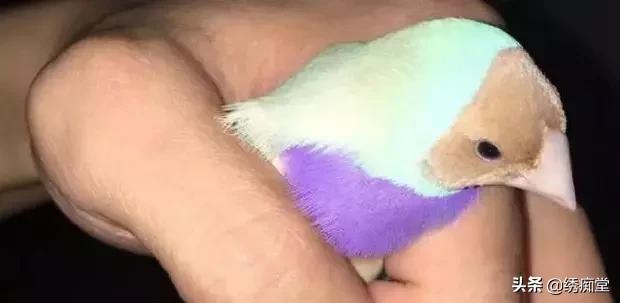 文鸟怎么养，文鸟刚买回来该注意什么（浅议如何才能养好文鸟）